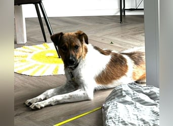 Nica - liebevolles Für-Immer-Zuhause gesucht
