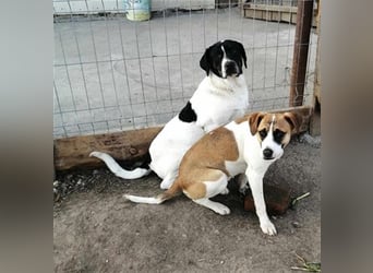 EMIL wünscht sich eine liebe Familie