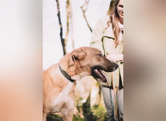 Neugieriger Süleyman sucht seine Menschen