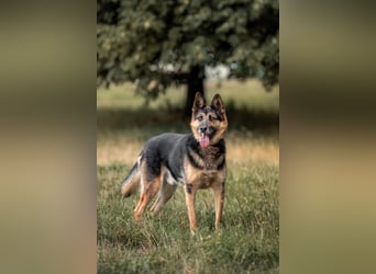 Hübscher Vegas sucht seine Familie