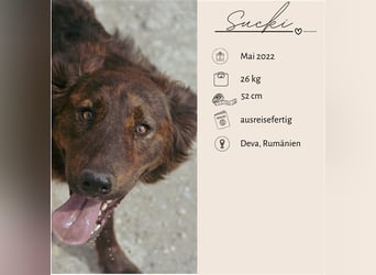 SUCKI sucht ein liebes Zuhause