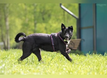 Familienhund Nora sucht ihre Menschen