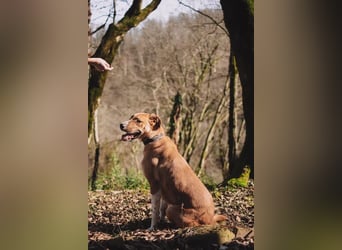 Neugieriger Süleyman sucht seine Menschen
