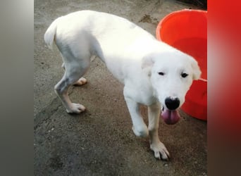 OTTILIA - weiße Fee sucht ihre Menschen