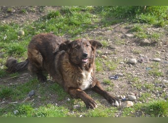 SUCKI sucht ein liebes Zuhause