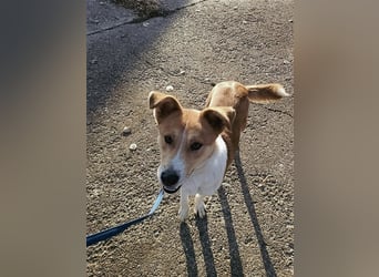 Lucky Luke - Lieber Rüde sucht ein liebes Zuhause