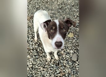 FREEDA - Herzenshündin sucht Familie