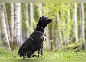 Familienhund Nora sucht ihre Menschen