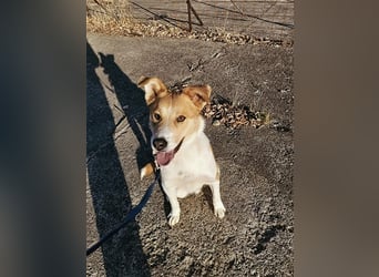 Lucky Luke - Lieber Rüde sucht ein liebes Zuhause