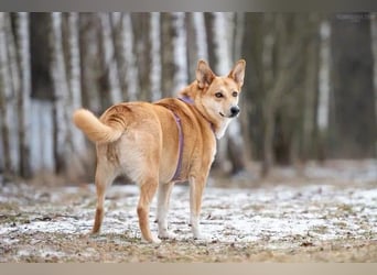 Freundliche Rizhulja sucht ihre Familie