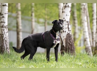 Familienhund Nora sucht ihre Menschen