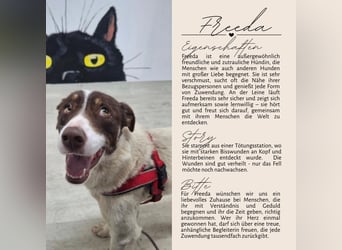FREEDA - Herzenshündin sucht Familie