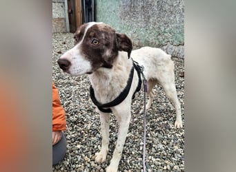 FREEDA - Herzenshündin sucht Familie