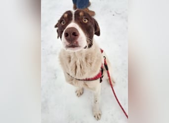 FREEDA - Herzenshündin sucht Familie