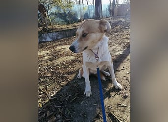 Lucky Luke - Lieber Rüde sucht ein liebes Zuhause