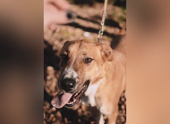 Neugieriger Süleyman sucht seine Menschen