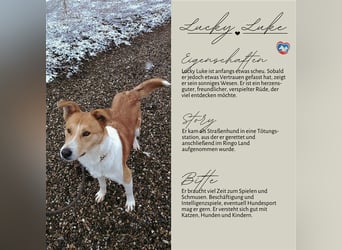 Lucky Luke - Lieber Rüde sucht ein liebes Zuhause