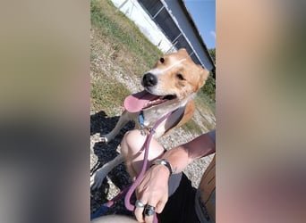 Lucky Luke - Lieber Rüde sucht ein liebes Zuhause