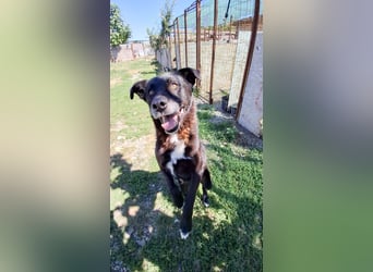 LUKA - geselliger Bub sucht ein Zuhause