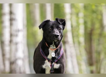 Familienhund Nora sucht ihre Menschen