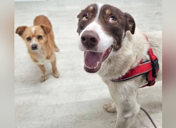 FREEDA - Herzenshündin sucht Familie