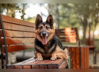 Hübscher Vegas sucht seine Familie