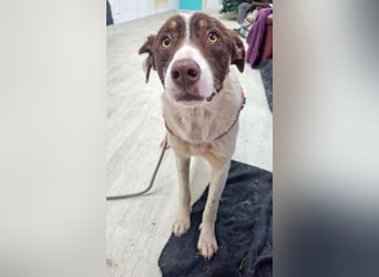 FREEDA - Herzenshündin sucht Familie