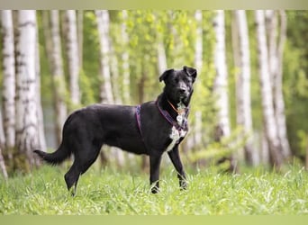 Familienhund Nora sucht ihre Menschen