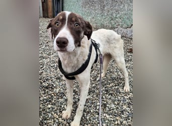 FREEDA - Herzenshündin sucht Familie