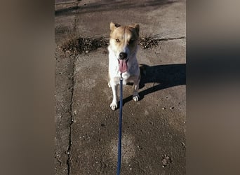 Lucky Luke - Lieber Rüde sucht ein liebes Zuhause