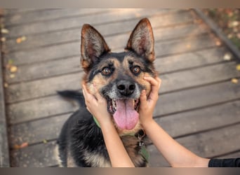 Hübscher Vegas sucht seine Familie