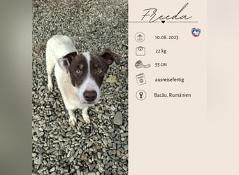 FREEDA - Herzenshündin sucht Familie