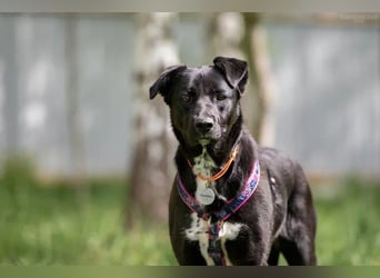 Familienhund Nora sucht ihre Menschen