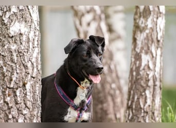 Familienhund Nora sucht ihre Menschen