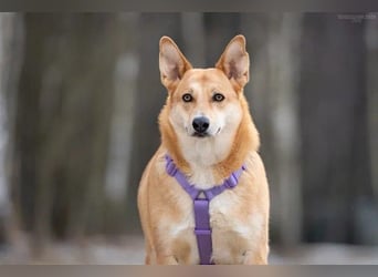 Freundliche Rizhulja sucht ihre Familie