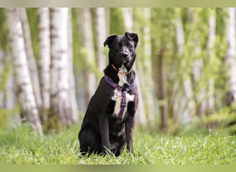 Familienhund Nora sucht ihre Menschen