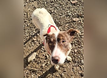 FREEDA - Herzenshündin sucht Familie