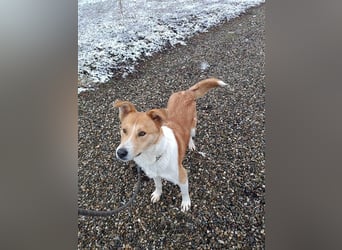 Lucky Luke - Lieber Rüde sucht ein liebes Zuhause