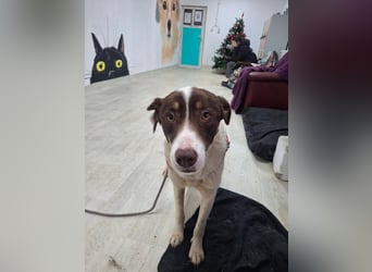 FREEDA - Herzenshündin sucht Familie