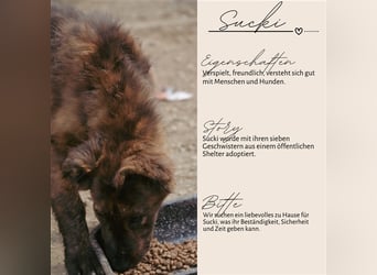 SUCKI sucht ein liebes Zuhause