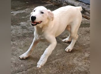 OTTILIA - weiße Fee sucht ihre Menschen