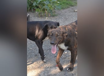SUCKI sucht ein liebes Zuhause
