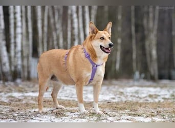 Freundliche Rizhulja sucht ihre Familie