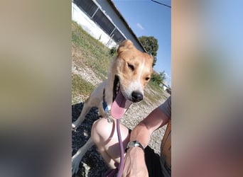 Lucky Luke - Lieber Rüde sucht ein liebes Zuhause