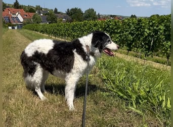 Miki ein noch Lebensfroher Älterer Herr