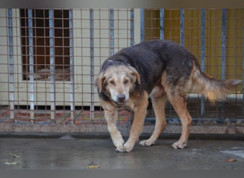 Notfall Senior sucht seine Menschen