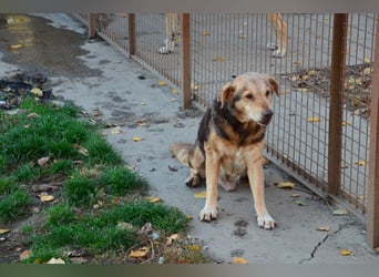 Notfall Senior sucht seine Menschen