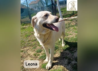 Leona – sanft, stark und bereit für ein neues Kapitel!