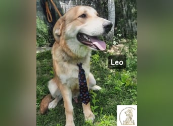 Leo – der kleine Beobachter mit großen Plänen!