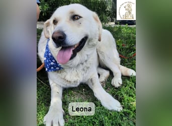 Leona – sanft, stark und bereit für ein neues Kapitel!